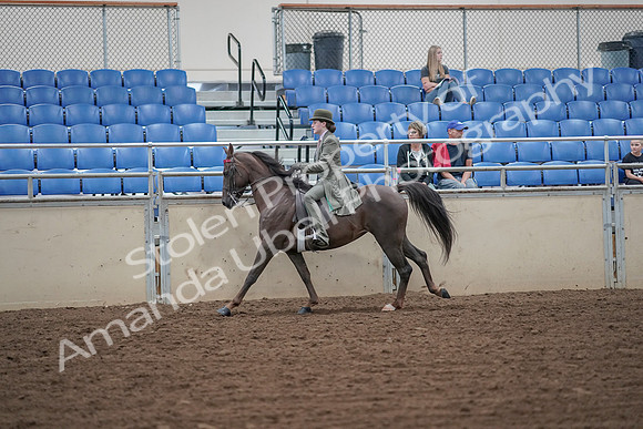 2019 Morgan Horse Show - Aug 30, 2019 - 15599