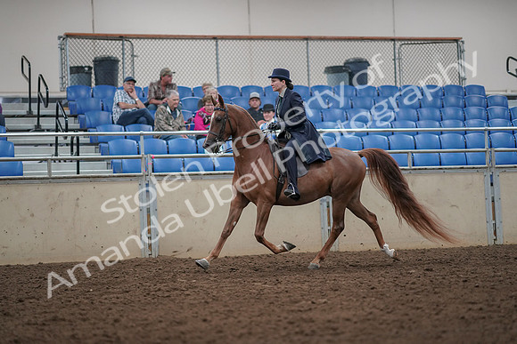 2019 Morgan Horse Show - Aug 30, 2019 - 26763