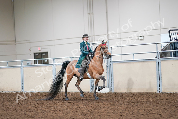 2020 - AB Morgan Horse - Sat, Sept 05 - 14015