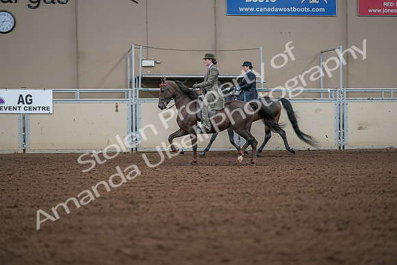 2019 Morgan Horse Show - Aug 30, 2019 - 15481