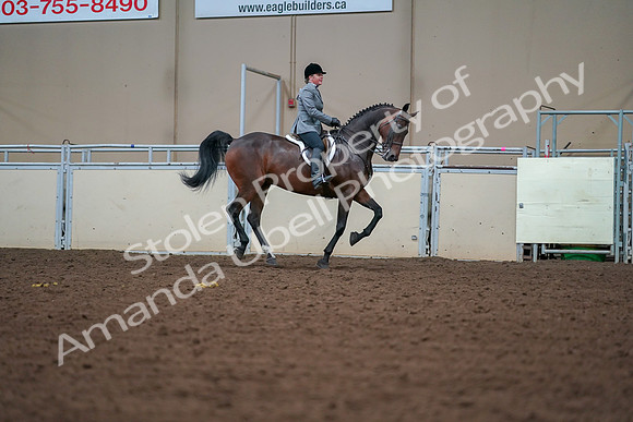 2019 Morgan Horse Show - Aug 30, 2019 - 21017