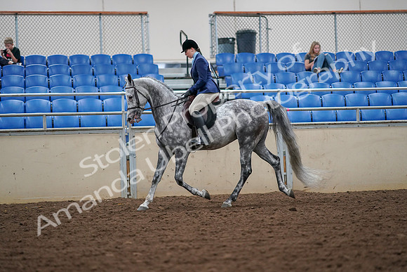 2019 Morgan Horse Show - Aug 30, 2019 - 16207