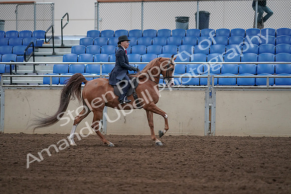2019 Morgan Horse Show - Sept 01, 2019 - 12021