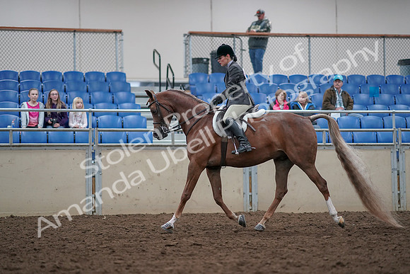 2019 Morgan Horse Show - Aug 31, 2019 - 15951