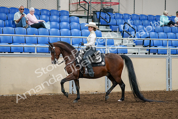 2020 - AB Morgan Horse - Sat, Sept 05 - 08884