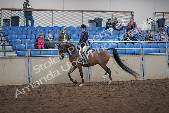 2019 Morgan Horse Show - Aug 31, 2019 - 15852