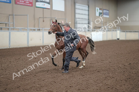 2019 Morgan Horse Show - Aug 31, 2019 - 00252