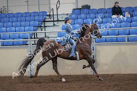 2020 - AB Morgan Horse - Fri, Sept 04 - 05209