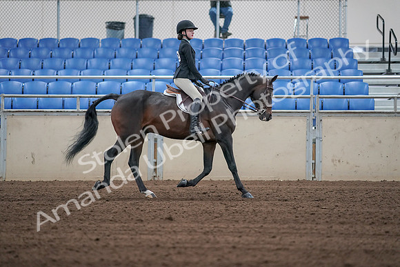 2019 Morgan Horse Show - Sept 01, 2019 - 03951