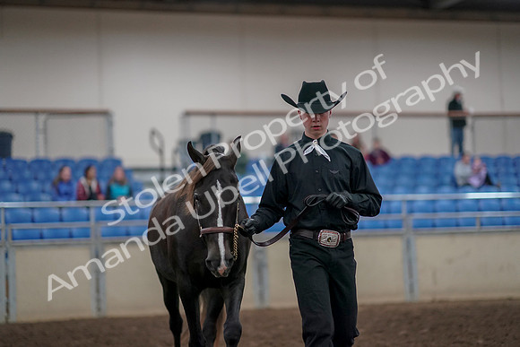 2019 Morgan Horse Show - Aug 31, 2019 - 02071
