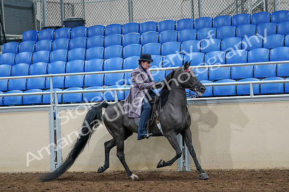 2020 - AB Morgan Horse - Sat, Sept 05 - 13821
