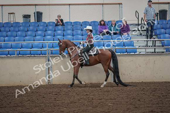 2019 Morgan Horse Show - Aug 30, 2019 - 25936