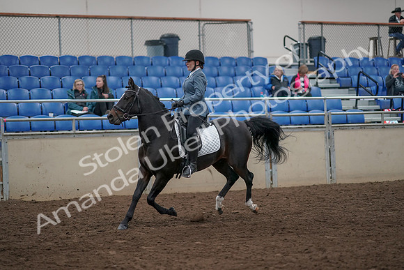2019 Morgan Horse Show - Aug 31, 2019 - 07307