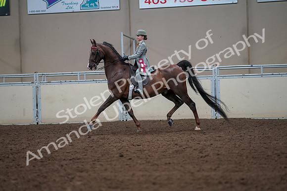 2019 Morgan Horse Show - Aug 30, 2019 - 18255