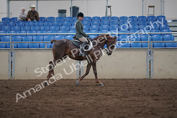 2019 Morgan Horse Show - Sept 01, 2019 - 08784