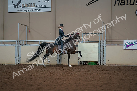 2019 Morgan Horse Show - Aug 30, 2019 - 25253
