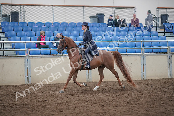2019 Morgan Horse Show - Aug 31, 2019 - 16904
