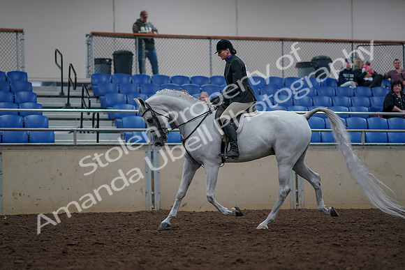 2019 Morgan Horse Show - Aug 31, 2019 - 15903