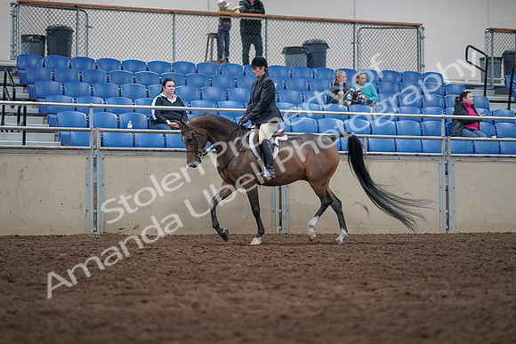 2019 Morgan Horse Show - Sept 01, 2019 - 08509
