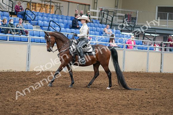 2020 - AB Morgan Horse - Sat, Sept 05 - 08874