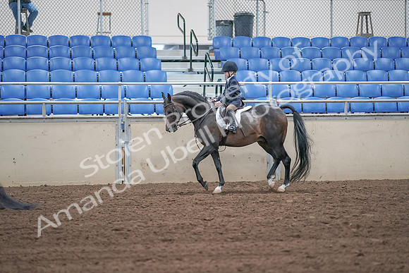 2019 Morgan Horse Show - Sept 01, 2019 - 05502