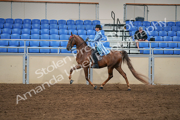 2020 - AB Morgan Horse - Sat, Sept 05 - 03324