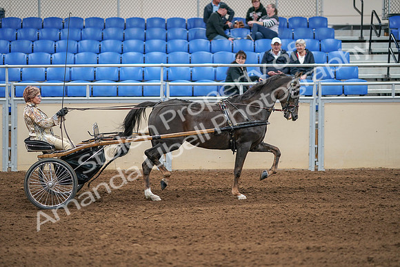 2020 - AB Morgan Horse - Sat, Sept 05 - 05960