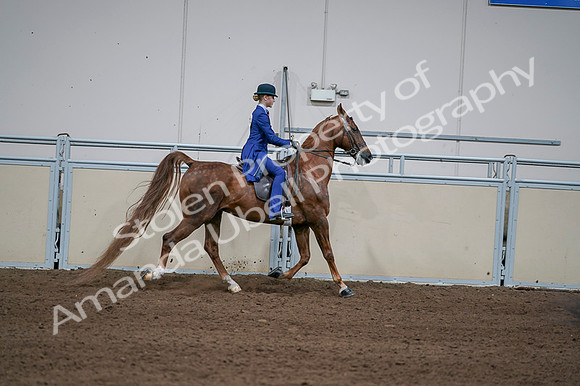 2020 - AB Morgan Horse - Fri, Sept 04 - 05156