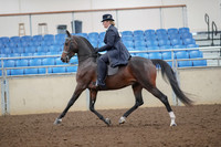 2019 Morgan Horse Show - Aug 30, 2019 - 24310