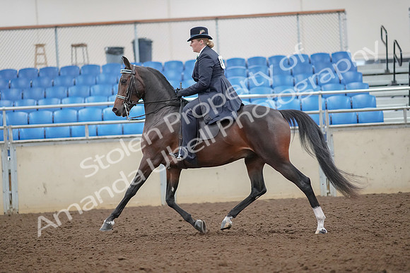 2019 Morgan Horse Show - Aug 30, 2019 - 24310