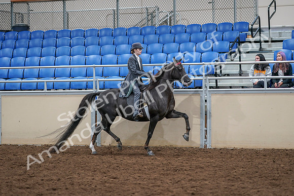 2020 - AB Morgan Horse - Sat, Sept 05 - 13948