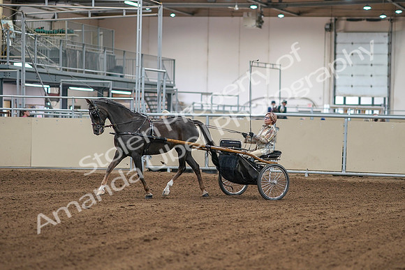 2020 - AB Morgan Horse - Sat, Sept 05 - 05831