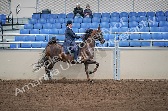 2020 - AB Morgan Horse - Fri, Sept 04 - 08095