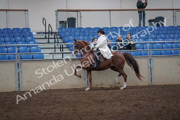 2019 Morgan Horse Show - Aug 31, 2019 - 08681