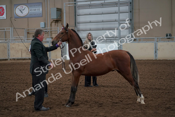2019 Morgan Horse Show - Aug 30, 2019 - 25577