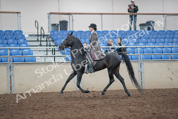 2019 Morgan Horse Show - Aug 31, 2019 - 08514