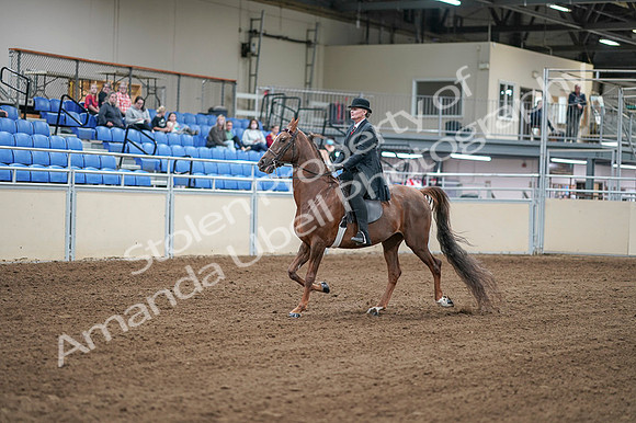 2020 - AB Morgan Horse - Fri, Sept 04 - 07912