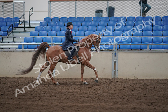 2019 Morgan Horse Show - Sept 01, 2019 - 12022