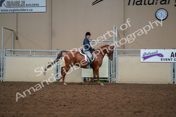 2019 Morgan Horse Show - Aug 30, 2019 - 22557