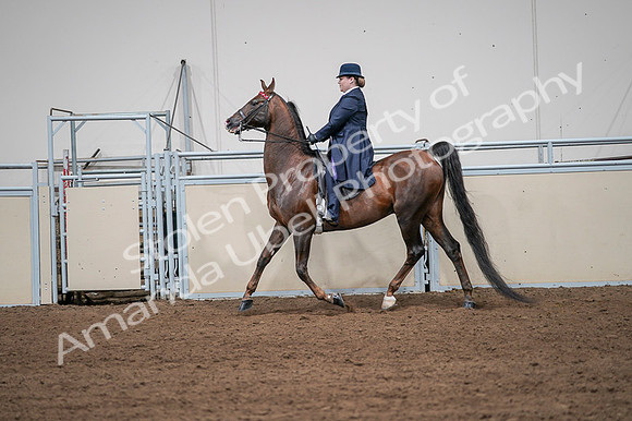 2020 - AB Morgan Horse - Fri, Sept 04 - 07962