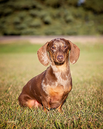 Dogs and Cats - 058