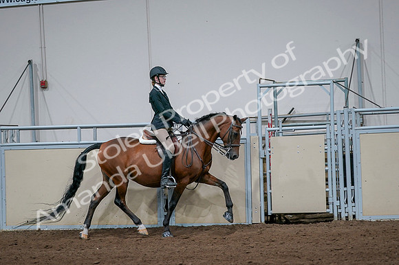 2020 - AB Morgan Horse - Fri, Sept 04 - 06017