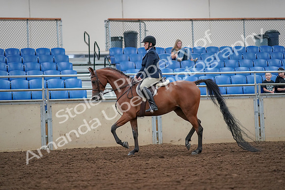2019 Morgan Horse Show - Aug 30, 2019 - 16098