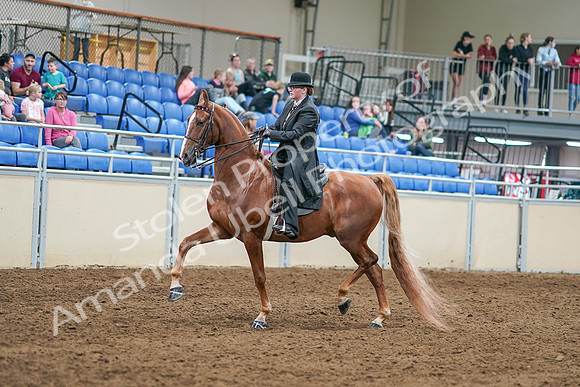 2020 - AB Morgan Horse - Sat, Sept 05 - 07979