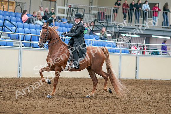 2020 - AB Morgan Horse - Sat, Sept 05 - 07977