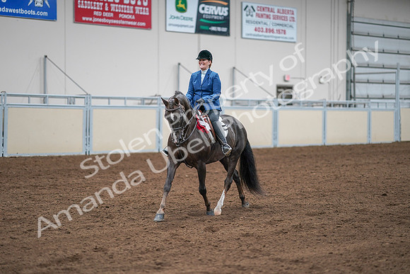 2020 - AB Morgan Horse - Sat, Sept 05 - 05253