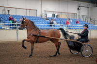 2019 Morgan Horse Show - Aug 30, 2019 - 13023
