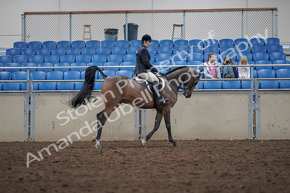 2019 Morgan Horse Show - Aug 31, 2019 - 16093