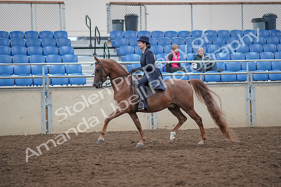 2019 Morgan Horse Show - Aug 31, 2019 - 16915