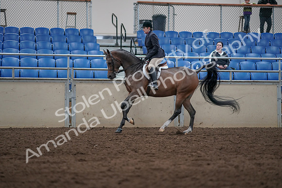 2019 Morgan Horse Show - Sept 01, 2019 - 08660